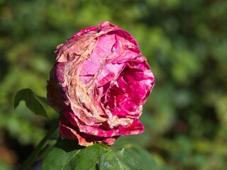 Wilted rose at the end of the season
