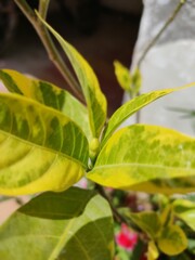 close up of green leaves
