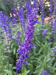 lavender flowers in the garden