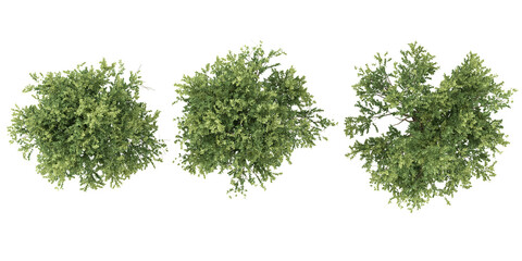 Fototapeta premium 3d rendering of Elm trees on transparent background from top view