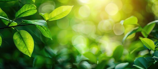 Green Leaf Soft Focus With Closeup In Nature View On Blurred Greenery Background In The Garden With Copy Space Use For Design Wallpaper Concept