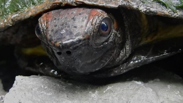 Spinosa Turtle