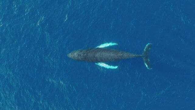 Humpback whale spouts as it breaks blue ocean surface, aerial top-down