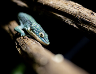 Reptil y texturas