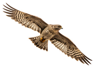 PNG Flying nighthawk buzzard vulture animal.