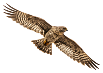 PNG Flying nighthawk buzzard vulture animal.