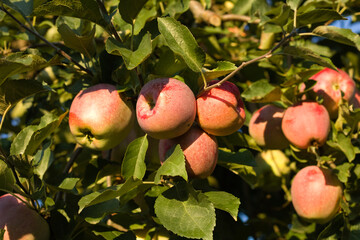 Juicy apples. Two red apples in the morning dew  tasty sweet apple.