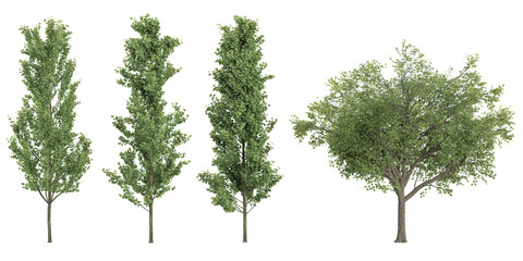 collection of Chinese aspen,Salix fragilis trees beautiful isolated on white background © Saifstock