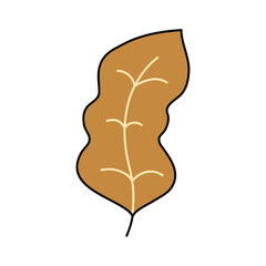 Hand drawn autumn leaf