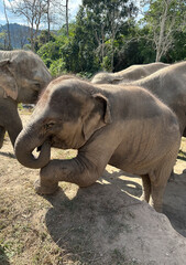 aBby elephant playing in a lush, natural habitat. Adult elephants in background.