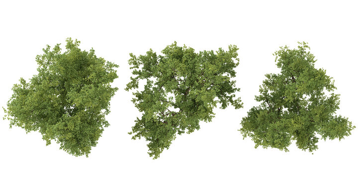 Tropical Ebony tree isolated used for architecture from the top view