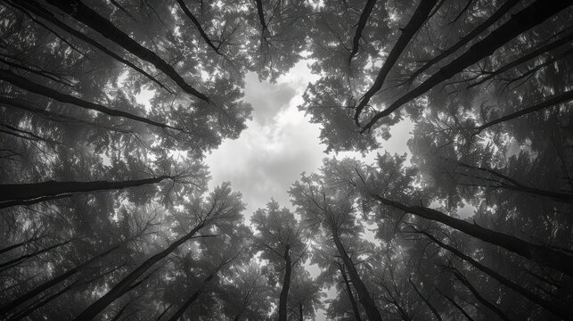 A dramatic black and white perspective of towering trees in a dense forest, captured from the ground looking up towards the overcast sky through the tree canopy - Powered by Adobe