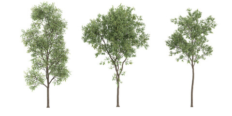Tropical trees isolated used for architecture