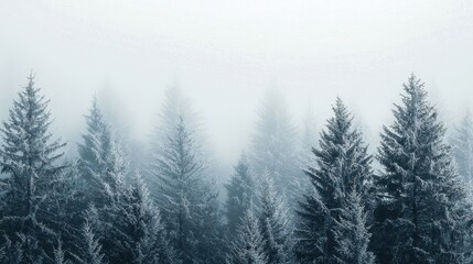 Obraz premium A tranquil snow-covered forest in grayscale tones, creating a minimalist winter scene that evokes peace and serenity