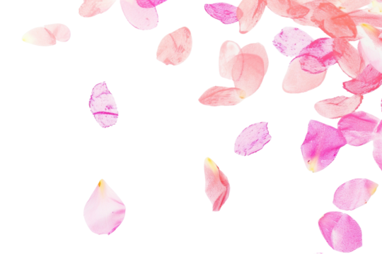 PNG Petals falling in the style of minimalist illustrator backgrounds plant white background. - Powered by Adobe