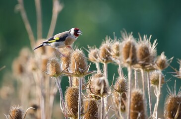 goldfinch on the plant