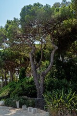 Louis Promenade Park in Haifa city
