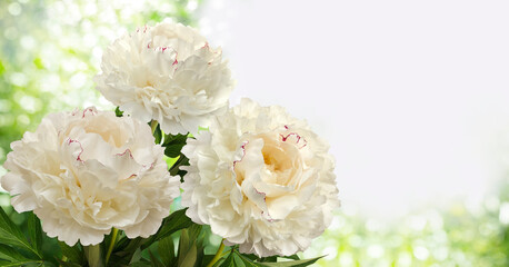 Three cream peonies with red borders of central petals
