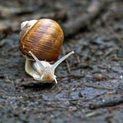 Snail