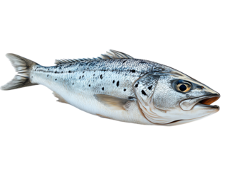 Realistic image of a whole salmon fish, showcasing its vibrant colors and distinctive markings, perfect for culinary and seafood themes.