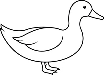 duck isolated on white 