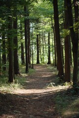 Fototapeta premium A sun-dappled dirt path winds through a quiet forest, flanked by tall trees and bathed in soft sunlight on a clear day.