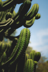 Cactus 