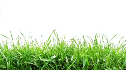 Fototapeta premium Green Grass Border