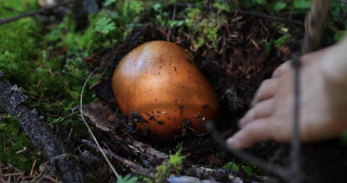 Pick mushrooms Amanita caesarea, orange mushroom edible in forest of China, slow motion