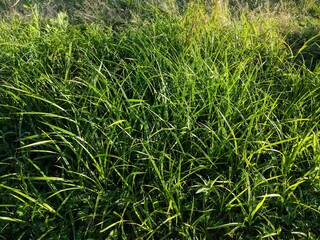 Obraz premium green grass background