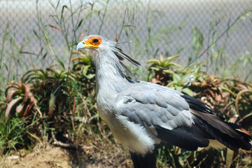 A secretary bird of prey (Sagittarius serpentarius).