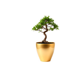 bonsai tree in pot isolated on white background.