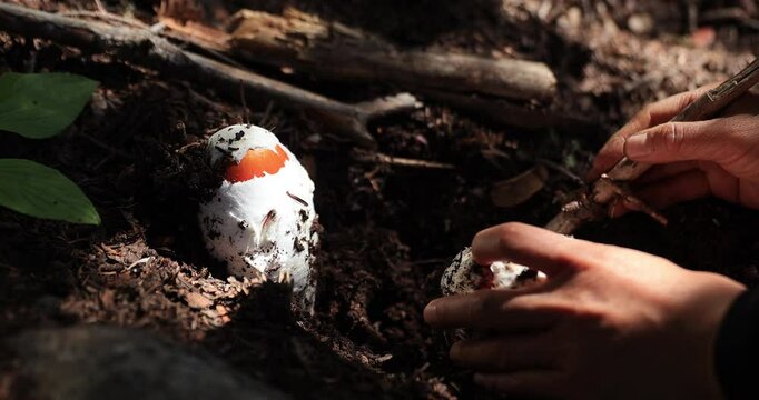 Pick mushrooms Amanita caesarea, orange mushroom edible in forest of China, slow motion
