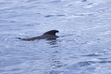 delphin im atlantik