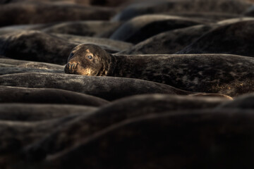Female Grey Seal looking from the herd