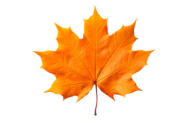 Fototapeta premium autumn orange maple leaf isolated on transparent background