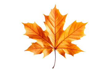 Fototapeta premium autumn orange maple leaf isolated on transparent background