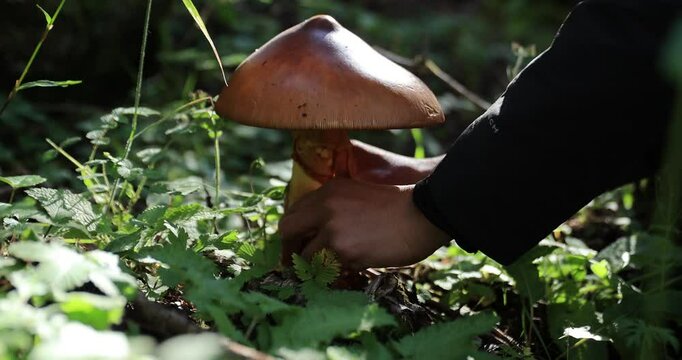 Pick mushrooms Amanita caesarea, orange mushroom edible in forest of China, slow motion