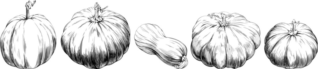 Pumpkin vegetable healthy food. Black and white engraved ink art. Isolated pumpkin illustration element on white background.