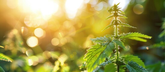 Juicy Nettle In Sunlight With Blurry Background