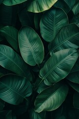 A close up of green leaves with a lush green background. The leaves are very thick and appear to be very healthy