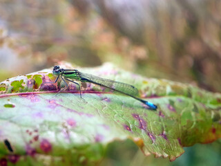 Damselfly dragonfly on leaf