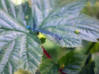 Damselfly dragonfly on leaf