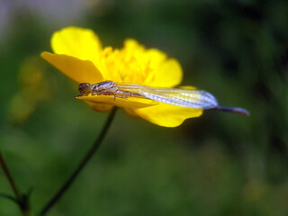 Damselfly dragonfly on leaf