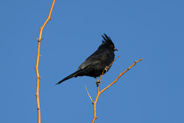 Phainopepla perched in desert on mistletoe tree