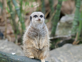 Fototapeta premium Portrait of a meerkat at a natural park