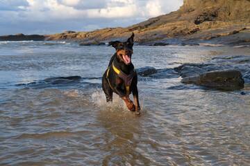 Doberman at Harlyn Bay just before sunset late September Cornwall UK