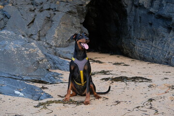 Doberman at Harlyn Bay just before sunset late September Cornwall UK