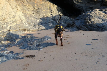 Doberman at Harlyn Bay just before sunset late September Cornwall UK