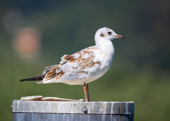 rust-brown-white Arctic tern, standing on a round metal pole, looking straight ahead, background...
